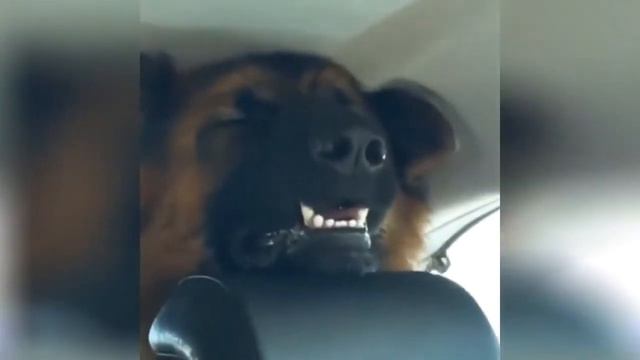 Веселые истории с животными смотреть онлайн