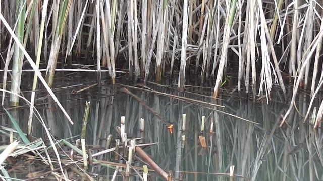 КАРП ШЕВЕЛИТ КАМЫШ МНОГО КАРПА смотреть онлайн