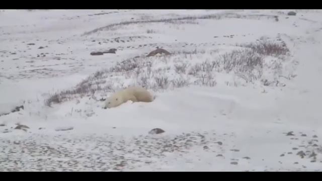 ПОЛЯРНЫЙ МЕДВЕДь - САМЫЙ КРУПНЫЙ НАЗЕМНЫЙ хИщНИК смотреть онлайн
