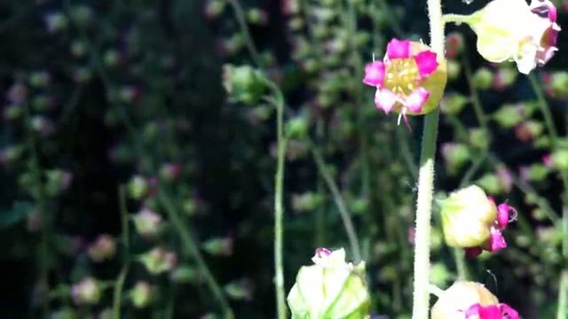 Franjekelk (Tellima Grandiflora) - 2012-05-25