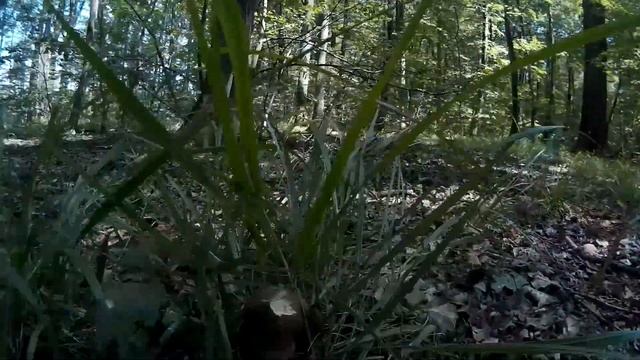 8.7.2017/Vzácné houby díl2./Boletus legaliae смотреть онлайн