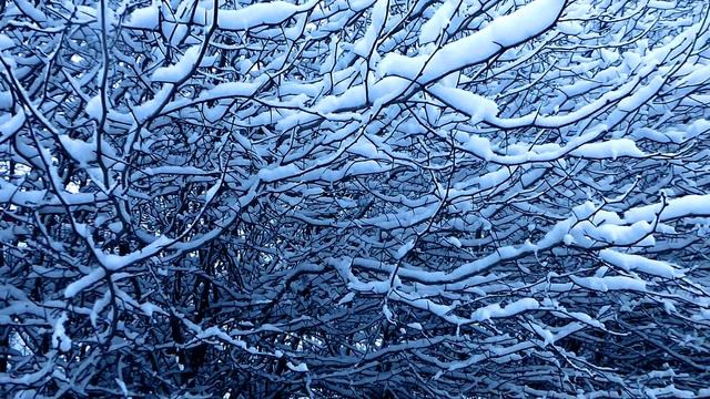 Футаж Зима. Снег, Деревья в Снегу, Заснеженные Деревья, Снег на Деревьях. Зимние Футажи. Видеофутаж смотреть онлайн