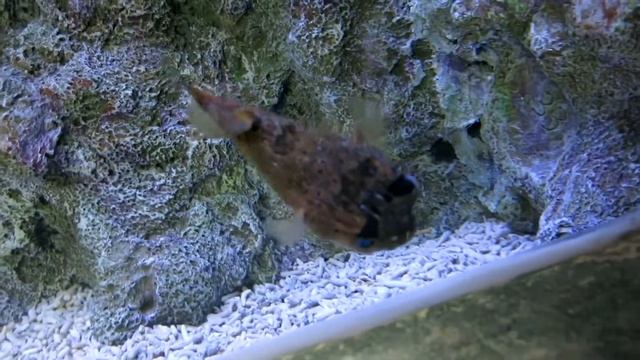 рыба ёж смотреть онлайн