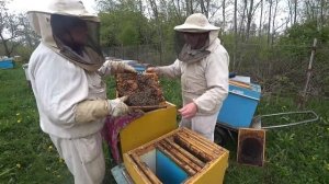 Вот так мы делаем отводки в непогоду! Пасека Лаврова.