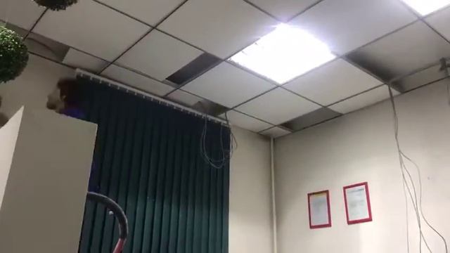 Монтаж ЛВС над подвесными потолками Armstrong смотреть онлайн