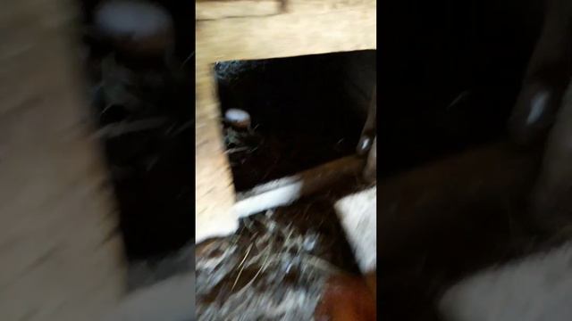 Цыплята выросли и начали нести маленькие яйца. смотреть онлайн