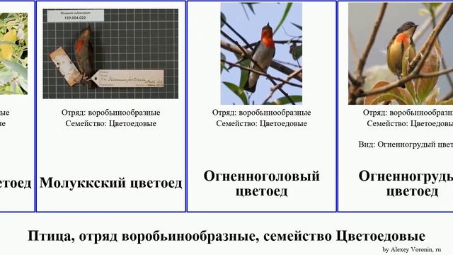Птица, отряд воробьинообразные, семейство Цветоедовые birds Красноголовый Оранжевобрюхий Бронзовый смотреть онлайн