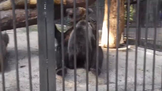 Милый маленький вечно голодный мишутка.... смотреть онлайн