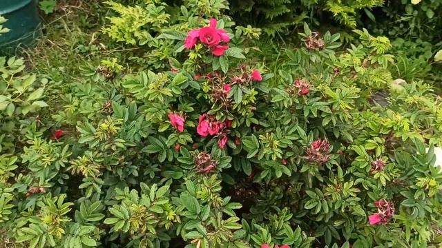 Strandperle Norderney?Сорт розы, к которой есть вопросы?