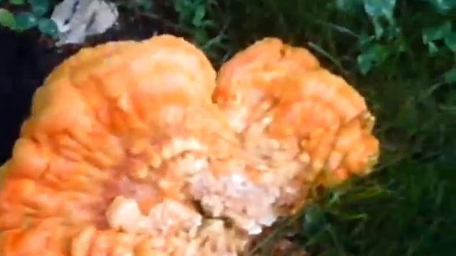 Bright Orange Fungus смотреть онлайн