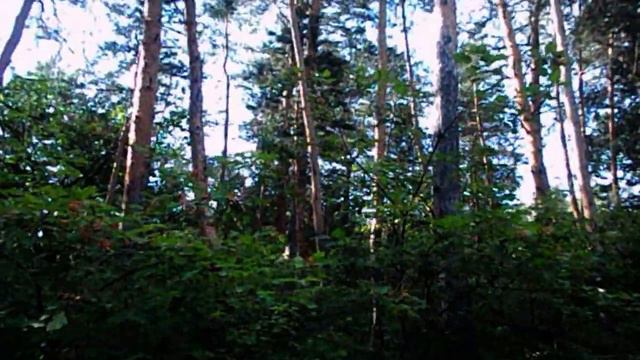 КТО ЗАБРАЛ ЁЛКУ САМВЕЛА. ЭТО GRANDENIKO НА 99% смотреть онлайн