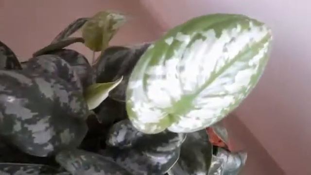 Scindapsus Pictus Exotica (Satin Pothos) | Care & Propagation | Fertilization tips смотреть онлайн
