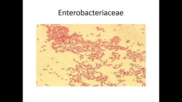 Campylobacter Vibrio Microbiology