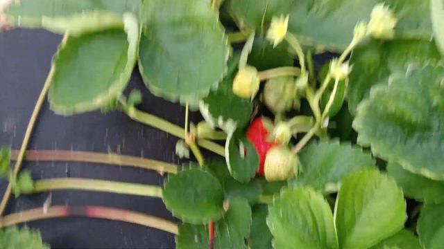 сорт Ания НСД Италия ( вторая волна) Земляничная Исландия.