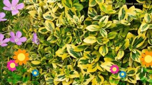 Бересклет японский. Краткий обзор, описание характеристик euonymus japonicus aureomarginatus