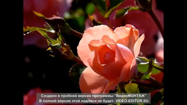 Превосходная презентация на тему розы !!!Советую ) смотреть онлайн