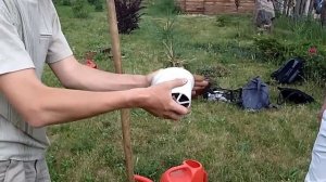 Как правильно посадить кедр