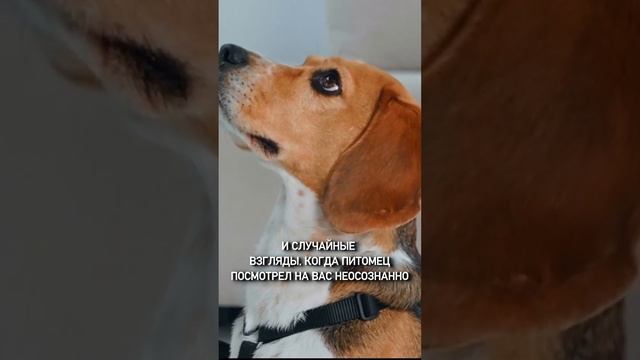 Как наладить контакт с собакой? #shorts смотреть онлайн