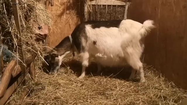 Определяем, беременна ли коза. Методы. (старое видео) смотреть онлайн