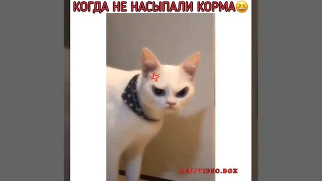 Когда не насыпали корма смотреть онлайн