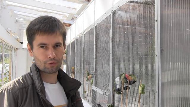 Заводчик чечёток