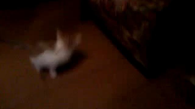 кот с игрушкой на хвосте.....ОЧЕНЬ ЕЁ БОИТСЯ =)) смотреть онлайн