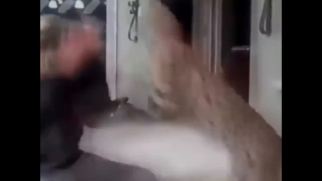 (ПРИКОЛЫ) НАПАДЕНИЕ КОШЕК НА ЛЮДЕЙ смотреть онлайн