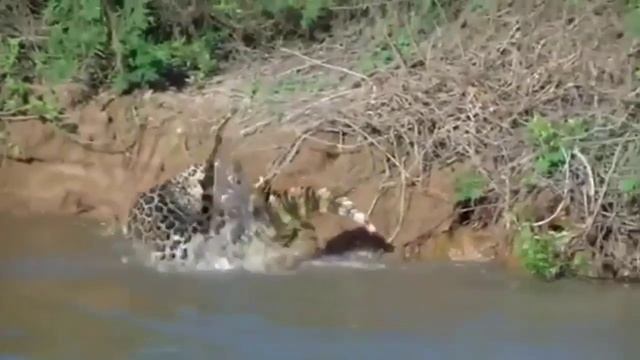 JAGUAR VS ALLIGATOR/ ONÇA PINTADA VS JACARÉ/ JAGUAR VS CAIMÁN/ JAGUAR VS COCODRILO/ Animals fights смотреть онлайн