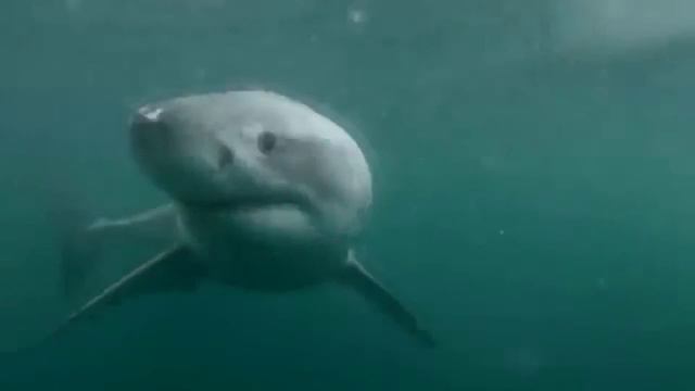 Нырок упоротость акула смотреть онлайн