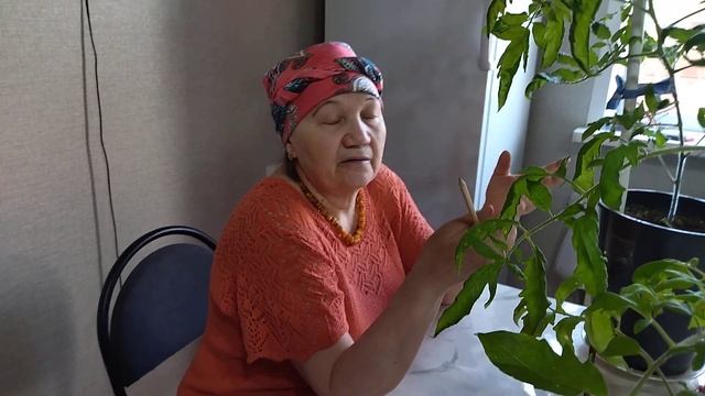 Как я формирую куст томата смотреть онлайн