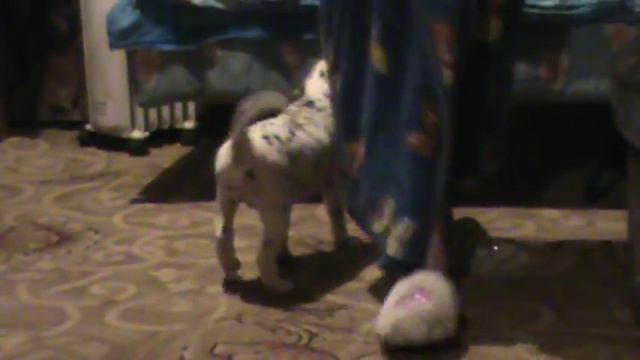 первый день ташки дома