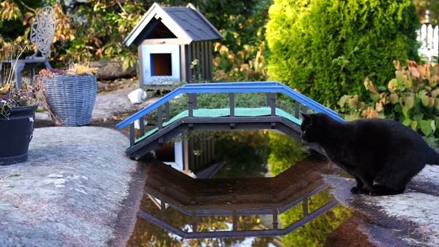 Slow motion - Cat jumps over the waterpond 100 fps смотреть онлайн