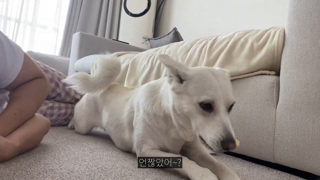 주인에게 제일 좋아하는 간식을 양보해주는 천사 강아지 смотреть онлайн