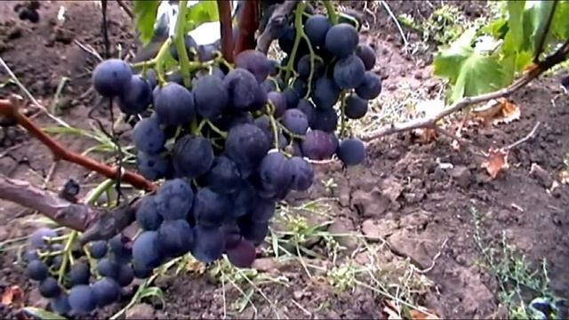Виноград Фуджиминори, Ермак смотреть онлайн