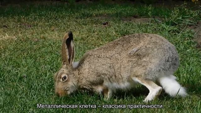 Как выбрать клетку для кролика?