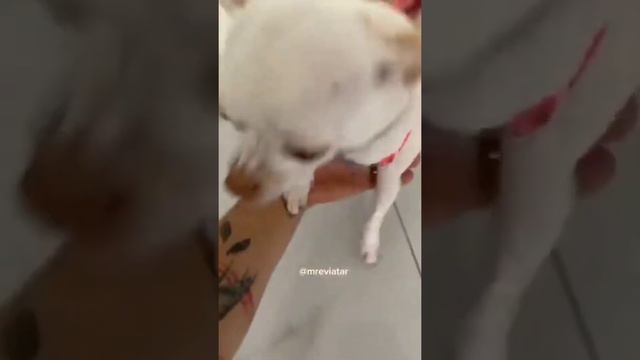 The Most Angry Chihuahua Compilation #1। Fanny Chihuahua TV смотреть онлайн