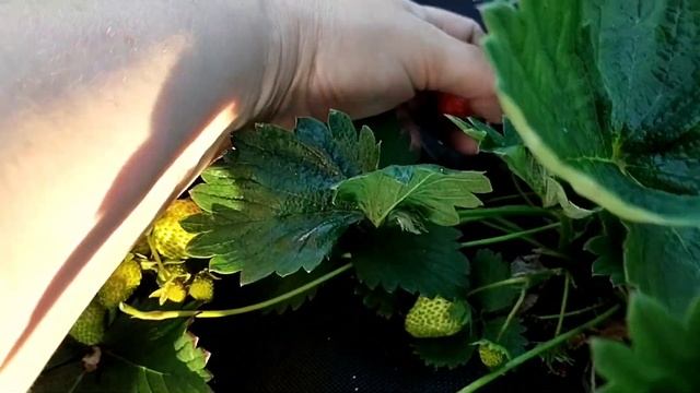 Старая клубника V&s Новая клубника. Почему надо менять клубнику? смотреть онлайн