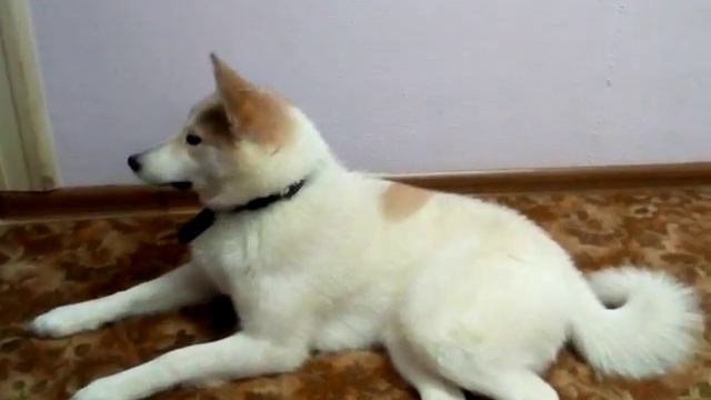 Лайма и хвост смотреть онлайн