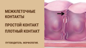 Межклеточные контакты. Простые межклеточные контакты.  Окклюзионный (плотный) контакт.