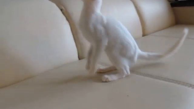 Балинез Dizigner Jasmine 14 week смотреть онлайн