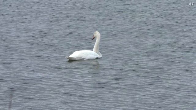 ВОРКУТА | "Белый лебедь на пруду" | Лирическая композиция | 2023 смотреть онлайн