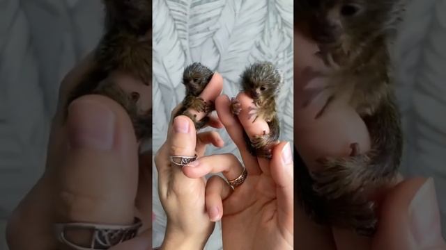 Самые маленькие обезьянки в мире. Милахи ?? #путешествие #travel смотреть онлайн
