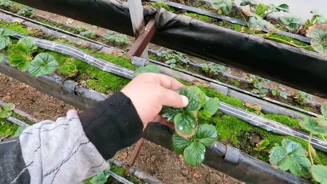 15_21Малообъемка. Первые цветы на клубнике.