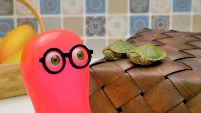 Montage D'un TERRARIUM Simple Et Bon Marché Pour Tortues De Floride