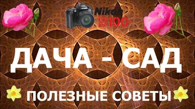 КАК УБЕРЕЧЬ КАПУСТУ ОТ СЛИЗНЕЙ смотреть онлайн