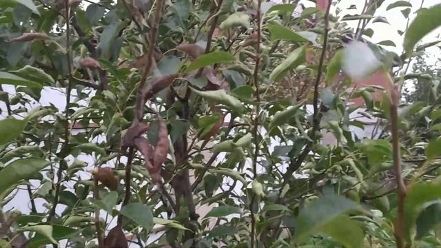 Паутина на плодовых деревьях в сентябре губит сад! Паутинные клещи? смотреть онлайн