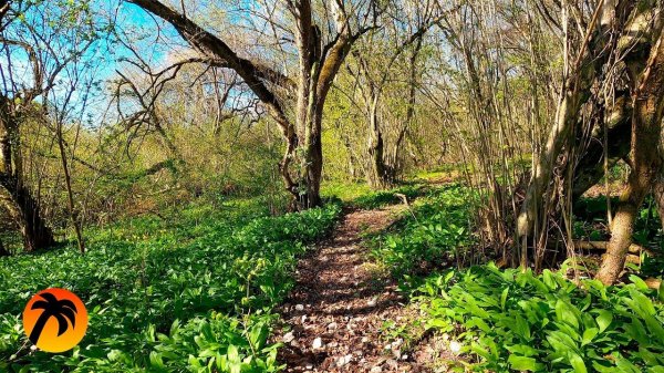 Relaxing Forest Sounds - Gentle Wind, Sounds of Spring nature, Singing Birds Ambience