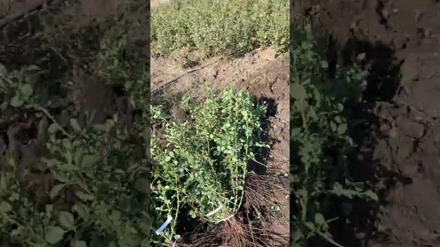 Выкопка роз без лопаты,богатыри,бензопила..или будни питомника 🌱maryroses.ru🌱 смотреть онлайн