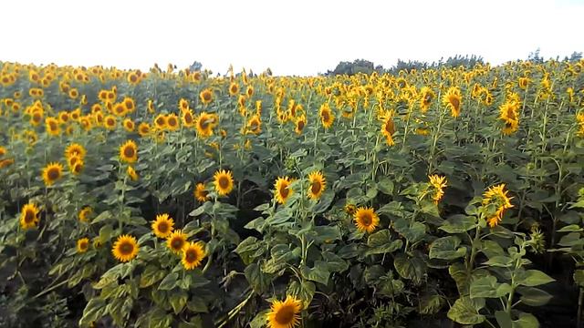 Подсолнечник цветет во всей красоте. смотреть онлайн