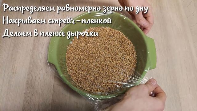 Проращивание пшеницы. Как прорастить пшеницу в домашних условиях. Микрозелень пшеницы смотреть онлайн